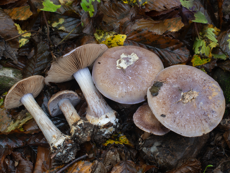 Cortinarius arcifolius Cortinarius arcifolius